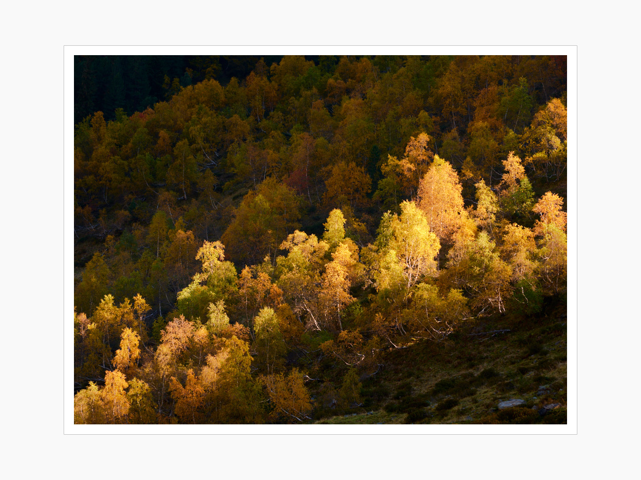 Max Schiefele Alle Bilder  DSF3032